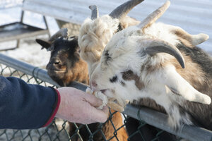 Geiten voeren op kinderboerderij in de winter