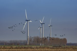 Windturbines onder heldere hemel met vliegende vogels