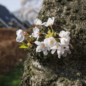 Lentebloesem op boomstam in Zevenbergen