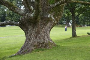 Indrukwekkende oude boom in rustig park