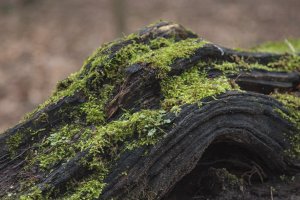 Groen mos op verweerdde boomstam