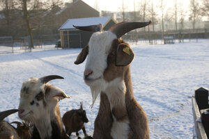 Geiten genieten van winterdag op kinderboerderij