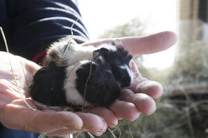 Twee schattige cavia's in kinderhand op kinderboerderij