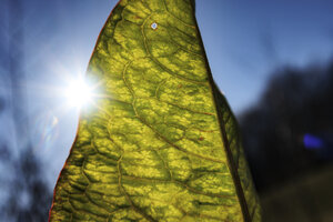 Sunlight shines through a vibrant green leaf against a clear blu
