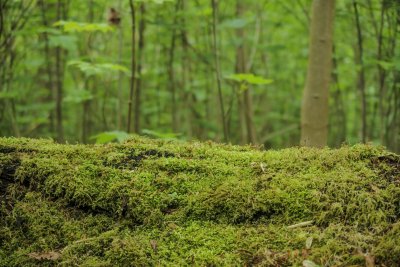 Lush green moss covers an ancient log in a dense forest during a