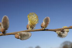 Springtime blossoms on willow branches under a clear blue sky at
