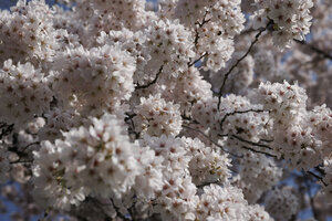 Bloeiende kersenbloesems in Zevenbergen