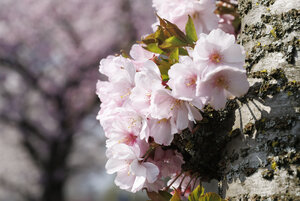 Kersenbloesem in lentezon, Noord-Brabant