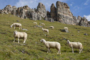 Schapen grazen in Alpenweide