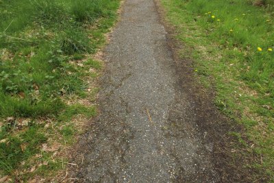 Path winding through lush greenery in a serene park on a cloudy