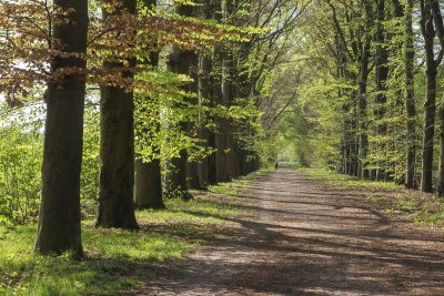 Lush tree-lined path during early spring with vibrant green foli