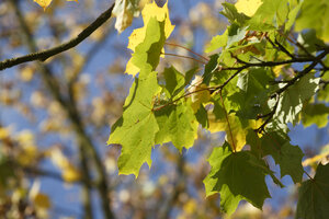 Herfstbladen in zonlicht