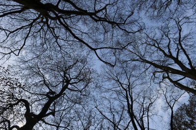 Kale boomtakken tegen schemerlucht