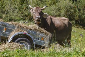 Bruine koe eet hooi in weide Stubaital