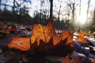 Herfstbladeren in ochtendzonlicht