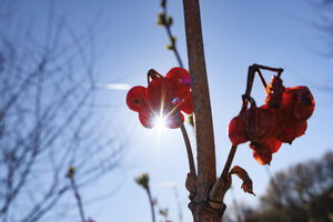 Bright sunlight shining through red berries on a branch against