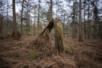 Boomstronk tussen varens in winters dennenbos bij Breda