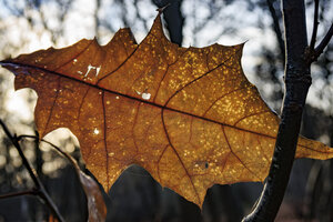 Herfst en winter in één blad