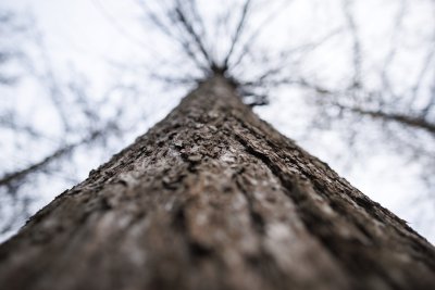 Boomstam detail tegen bewolkte lucht