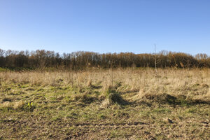 Open grassy field with scattered foliage against a clear blue sk
