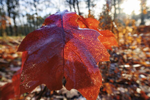 Herfstbladeren in seizoensovergang