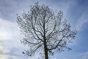 Tall deciduous tree silhouetted against a clear blue sky on a br