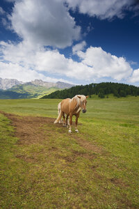 Majestueus paard in weelderige Dolomietenweiden