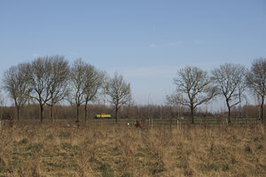 Rolling truck passes through a grassy field lined with bare tree