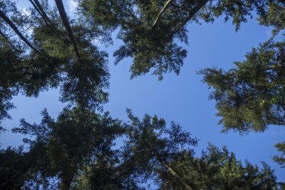 Tall trees reach towards a clear blue sky above in a tranquil fo