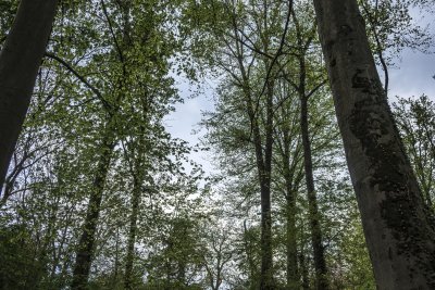Tall trees create a serene canopy in a lush forest under a cloud