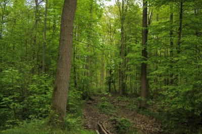 Lush green forest pathway lined with towering trees and vibrant