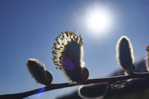 Delicate spring blossoms illuminated by the sun against a clear
