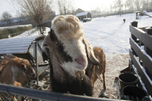 Geit in de kinderboerderij in de winter