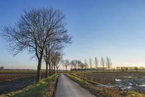 Rustige landweg met kale bomen bij zonsondergang