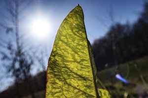 Light filters through a vibrant green leaf against a clear blue