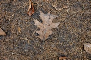 Gedroogd eikenblad op dennennaalden in Nieuwaal