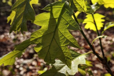 Bright green oak leaves illuminated by sunlight in a forest duri