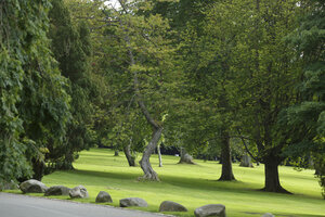Weelderig groen park met bomen en rotsblokken