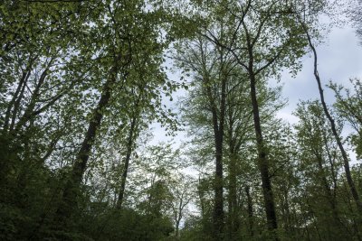 Lush green forest canopy in spring under a cloudy sky providing