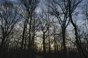 Overgang herfst naar winter in het schemerlicht