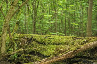 Lush green forest with soft moss covering fallen log in serene w