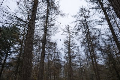 Kale bomen in winterbos tijdens schemering