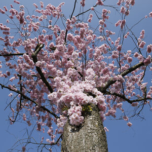 Bloeiende kersenboom in Zevenbergen
