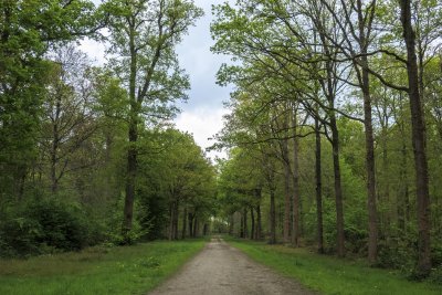 Picturesque tree-lined path through a lush green forest under a