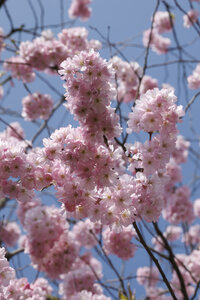 Kersenbloesem in volle bloei onder blauwe lucht