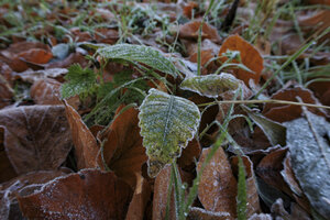 Rijp en bladeren: de overgang naar winter