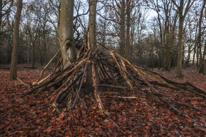 Herfst naar winter in het bos