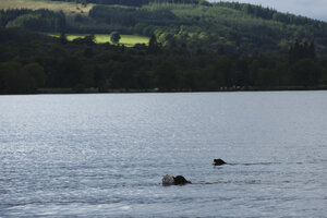 Honden zwemmen in meer met groene heuvels