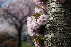 Bloeiende kersenbloesem in Zevenbergen