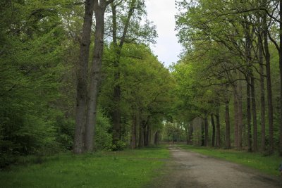 Lush green path through a tranquil forest with tall trees and a